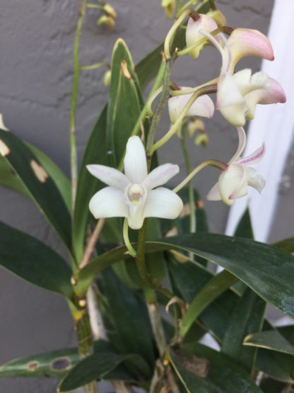 Dendrobium kingianum ‘Jackpot’ variegated leaves AND white flower form fragrant easiest orchid ever (NOT in bud/bloom when shipped) - Image 3