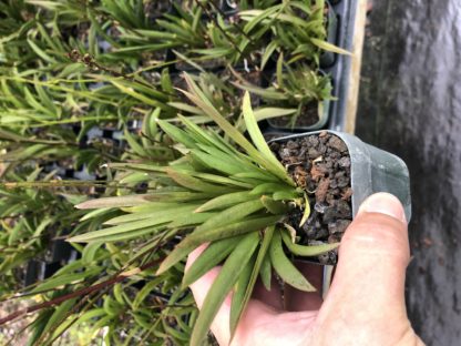 Mystery Tolumnia  equitant Oncidiums no_ID extremely colorful and showy blooms, vigorous fastgrowing miniature great for windowsill - Image 4