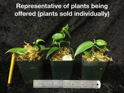 Vanilla planifolia  live plant, the most commercially important Orchid  yes, vanilla flavor comes from an orchid, grows like a vine (not in bud/bloom when shipped) - Image 2