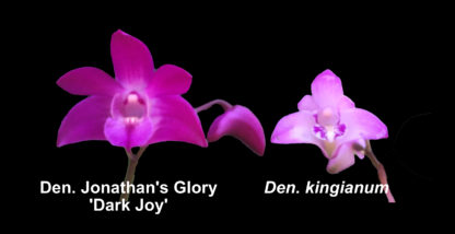 Den Jonathan’s Glory ‘Dark Joy’ Australian kingianum hybrid big deep violet blooms, fragrant, hardy, easy to grow and rebloom (NOT in bud/bloom when shipped) - Image 3