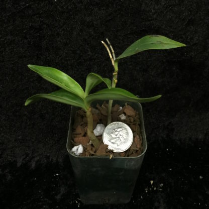 Dendrobium kingianum alba  rare white flower form fragrant easiest orchid ever (NOT in bud/bloom when shipped) - Image 4
