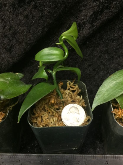 Vanilla planifolia  live plant, the most commercially important Orchid  yes, vanilla flavor comes from an orchid, grows like a vine (not in bud/bloom when shipped) - Image 3