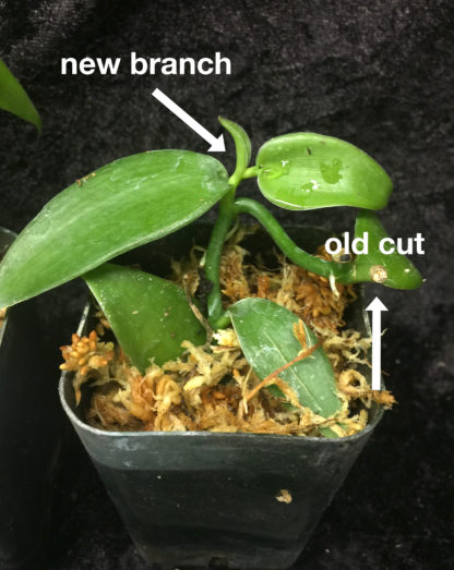 Vanilla planifolia  live plant, the most commercially important Orchid  yes, vanilla flavor comes from an orchid, grows like a vine (not in bud/bloom when shipped) - Image 4
