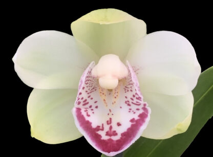 Cymbidium Little Mint -- mint-green blooms, vigorous hardy orchid, NOT in-bud/bloom when shipped
