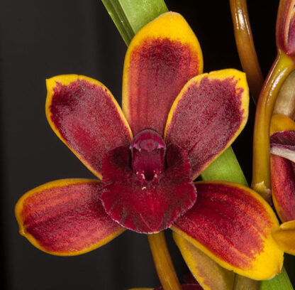 Cymbidium Morning Dew -- cute miniature flowers, fragrant, warm tolerant, compact orchid, ez grow & bloom, NOT in-bud/bloom when shipped