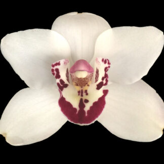 Cymbidium Vanessa Amorosi -- warm tolerant Cymbidium orchid fall bloomer easy to grow and bloom (NOT in-bud/bloom when shipped)