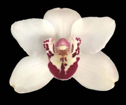 Cymbidium Vanessa Amorosi -- warm tolerant Cymbidium orchid fall bloomer easy to grow and bloom (NOT in-bud/bloom when shipped)