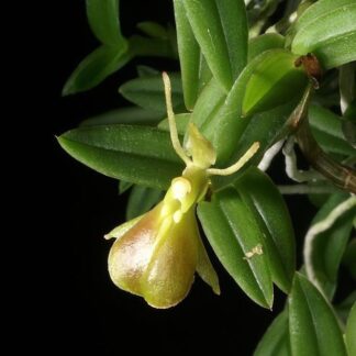 Epidendrum porpax – true miniature Colombia orchid species perfect for terrariums windowsills easy to grow NOT in bud/bloom when shipped