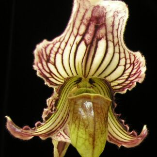 Paphiopedilum fairrieanum slipper orchid species India distinctive unique color form NOT in-bud/bloom when shipped; intermediate growers
