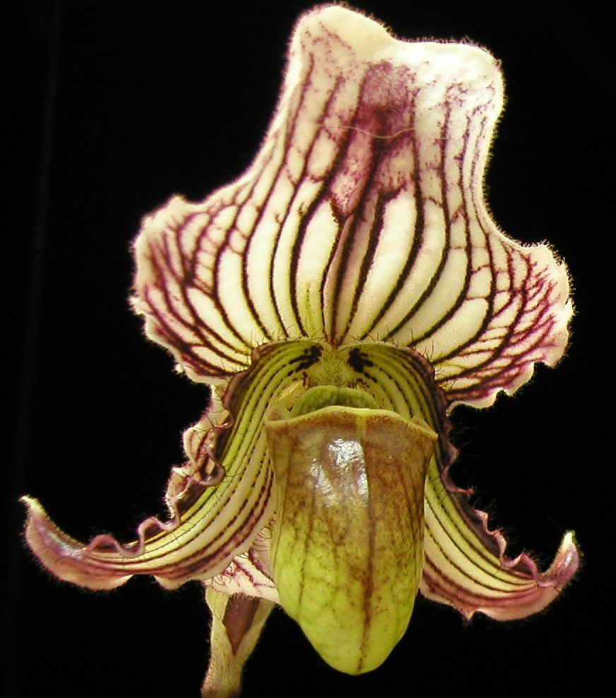 Orchid slipper 2025 species