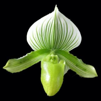 Lady Slipper Paphiopedilum Orchid - alba green white Maudiae hybrid, lovely mottled leaves easy to grow (NOT in bud/bloom When Shipped)