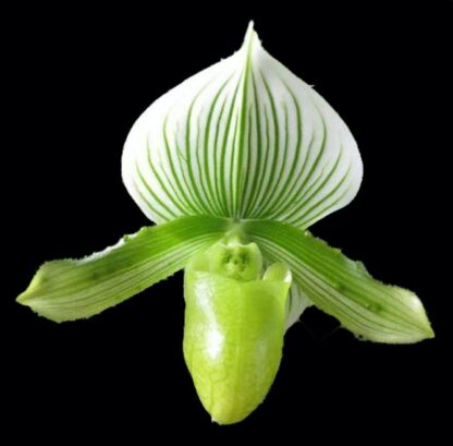 Lady Slipper Paphiopedilum Orchid - alba green white Maudiae hybrid, lovely mottled leaves easy to grow (NOT in bud/bloom When Shipped)