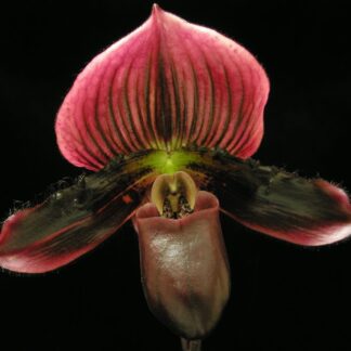 Lady Slipper Paphiopedilum Orchid - dark-flowring vini-colored Maudiae-type hybrid, hardy easy to grow (NOT in Bloom When Shipped)