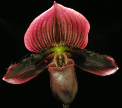 Lady Slipper Paphiopedilum Orchid - dark-flowring vini-colored Maudiae-type hybrid, hardy easy to grow (NOT in Bloom When Shipped)