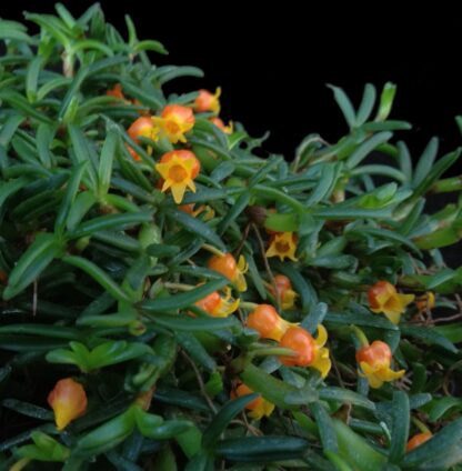 Mediocalcar decoratum - Tiny Miniature Orchid Exotic AND Easy to Grow Perfect for vivariums terrariums, cute pumpking-shaped flowers