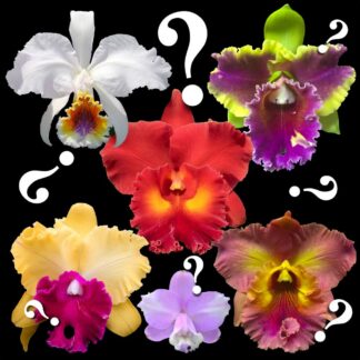 Cattleya orchids mystery/NoID huge variety fantastic colors and patterns, most varieties are fragrant, easy to grow (NOT in-bud/bloom when shipped)