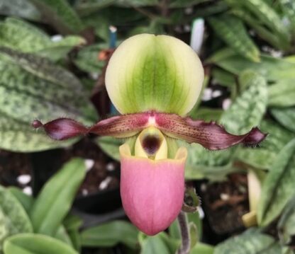 Paph victoria-mariae – an action-packed sequential-blooming lady slipper, very unusual, easy to grow, hard to find