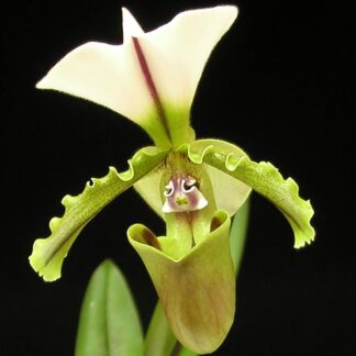 Paphiopedilum spicerianum – exotic easy species, cute, charming, easy to grow & bloom, lady slipper orchid NOT in-bud/bloom when shipped
