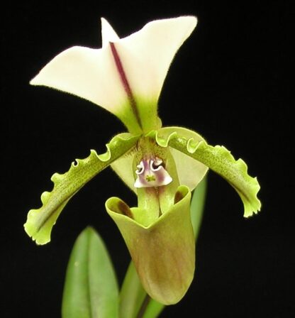 Paphiopedilum spicerianum – exotic easy species, cute, charming, easy to grow & bloom, lady slipper orchid NOT in-bud/bloom when shipped