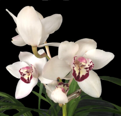 Cymbidium Vanessa Amorosi -- warm tolerant Cymbidium orchid fall bloomer easy to grow and bloom (NOT in-bud/bloom when shipped) - Image 2
