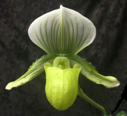 Lady Slipper Paphiopedilum Orchid - alba green white Maudiae hybrid, lovely mottled leaves easy to grow (NOT in bud/bloom When Shipped) - Image 2