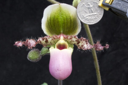 Paph victoria-mariae – an action-packed sequential-blooming lady slipper, very unusual, easy to grow, hard to find - Image 2