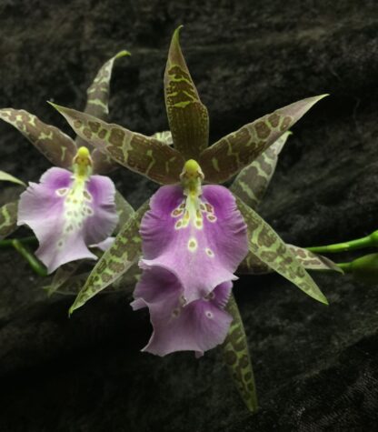 Miltassia Lavender Kiss 'Taffy' -- fragrant blooms (gassy!), easy to grow, lovely color and shape (NOT in-bud/bloom when shipped) - Image 2