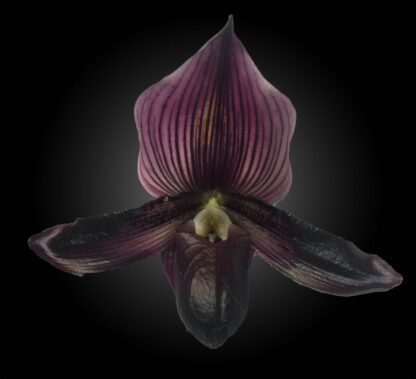 Lady Slipper Paphiopedilum Orchid - dark-flowring vini-colored Maudiae-type hybrid, hardy easy to grow (NOT in Bloom When Shipped) - Image 3
