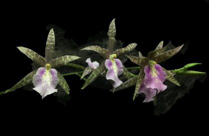 Miltassia Lavender Kiss 'Taffy' -- fragrant blooms (gassy!), easy to grow, lovely color and shape (NOT in-bud/bloom when shipped) - Image 3