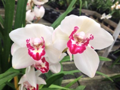 Cymbidium Vanessa Amorosi -- warm tolerant Cymbidium orchid fall bloomer easy to grow and bloom (NOT in-bud/bloom when shipped) - Image 3