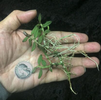 Epidendrum porpax – true miniature Colombia orchid species perfect for terrariums windowsills easy to grow NOT in bud/bloom when shipped - Image 2