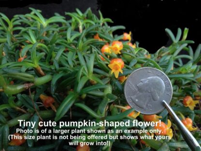Mediocalcar decoratum - Tiny Miniature Orchid Exotic AND Easy to Grow Perfect for vivariums terrariums, cute pumpking-shaped flowers - Image 2