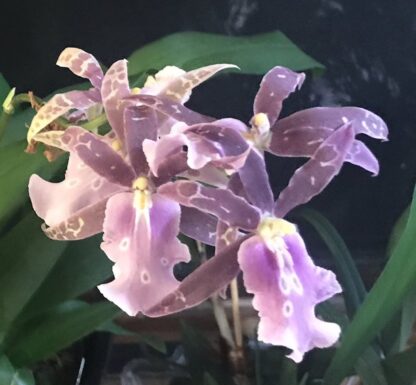 Miltassia Lavender Kiss 'Taffy' -- fragrant blooms (gassy!), easy to grow, lovely color and shape (NOT in-bud/bloom when shipped) - Image 4