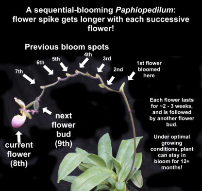 Paph victoria-mariae – an action-packed sequential-blooming lady slipper, very unusual, easy to grow, hard to find - Image 3