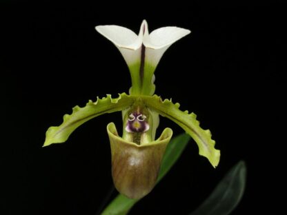 Paphiopedilum spicerianum – exotic easy species, cute, charming, easy to grow & bloom, lady slipper orchid NOT in-bud/bloom when shipped - Image 2