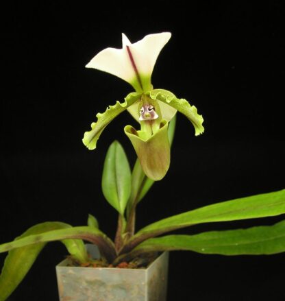 Paphiopedilum spicerianum – exotic easy species, cute, charming, easy to grow & bloom, lady slipper orchid NOT in-bud/bloom when shipped - Image 3