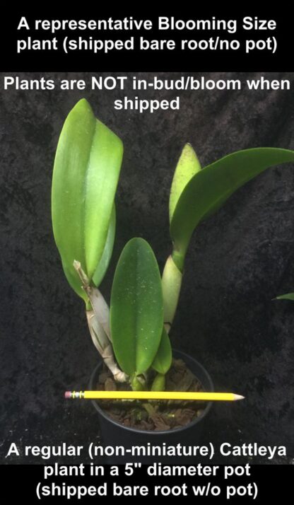 Cattleya orchids mystery/NoID huge variety fantastic colors and patterns, most varieties are fragrant, easy to grow (NOT in-bud/bloom when shipped) - Image 2
