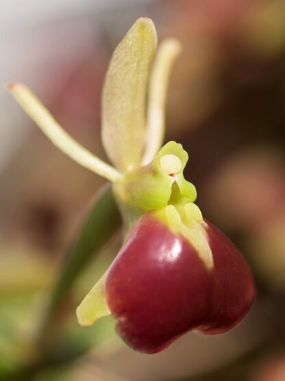 Epidendrum porpax – true miniature Colombia orchid species perfect for terrariums windowsills easy to grow NOT in bud/bloom when shipped - Image 3