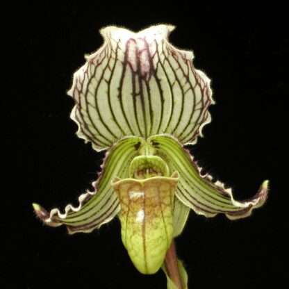 Paphiopedilum fairrieanum slipper orchid species India distinctive unique color form NOT in-bud/bloom when shipped; intermediate growers - Image 2