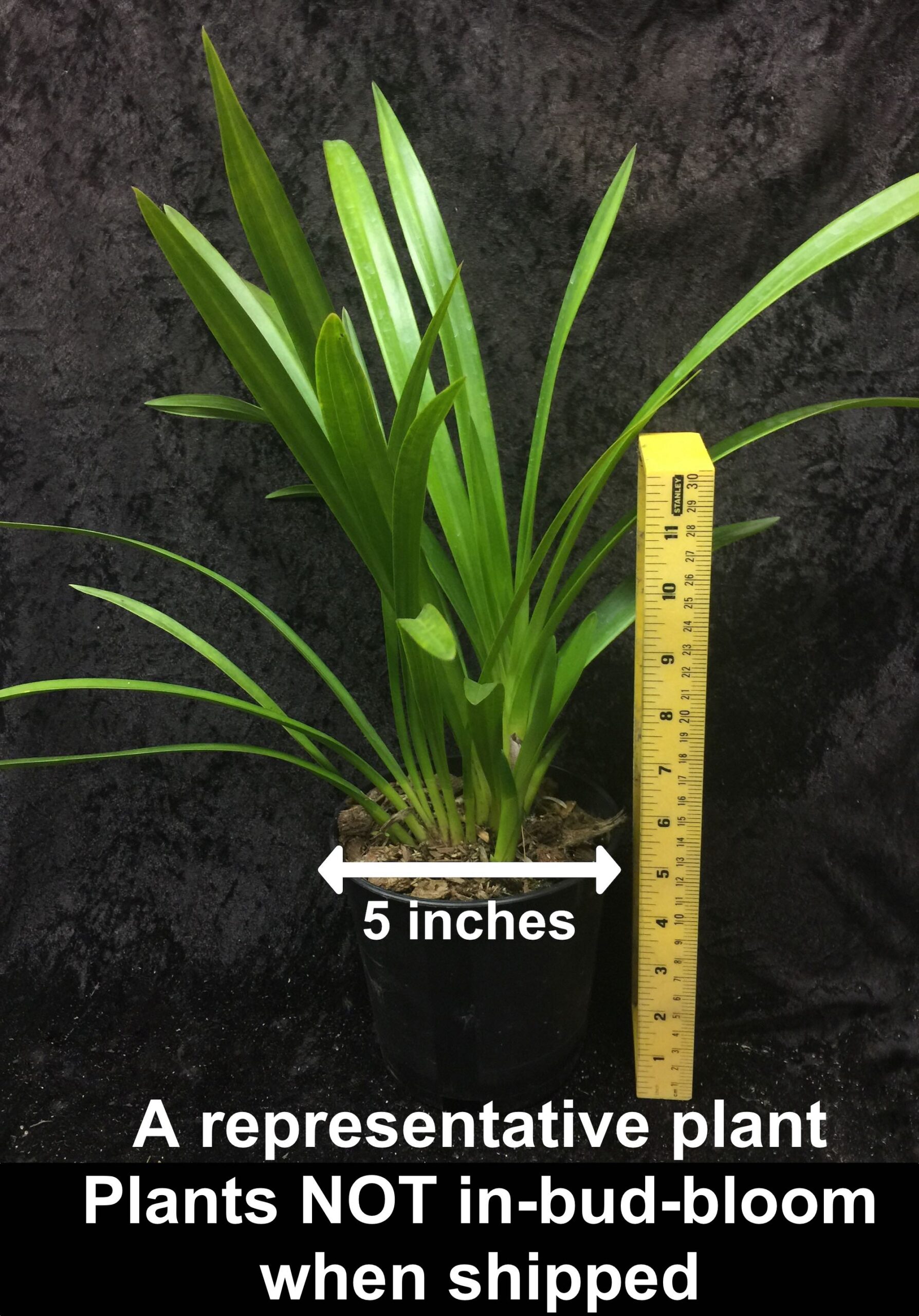Cymbidium Vanessa Amorosi -- warm tolerant Cymbidium orchid fall bloomer easy to grow and bloom (NOT in-bud/bloom when shipped) - Image 4