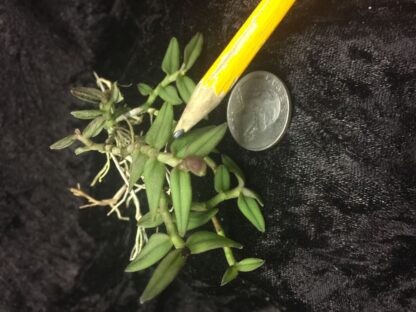 Epidendrum porpax – true miniature Colombia orchid species perfect for terrariums windowsills easy to grow NOT in bud/bloom when shipped - Image 4