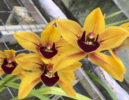 Cymbidium Golden Road -- big deep yellow flowers, fragrant, warm tolerant, easy grow bloom, NOT in-bud/bloom when shipped - Image 3