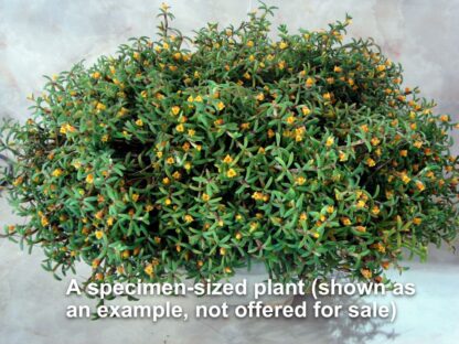 Mediocalcar decoratum - Tiny Miniature Orchid Exotic AND Easy to Grow Perfect for vivariums terrariums, cute pumpking-shaped flowers - Image 3