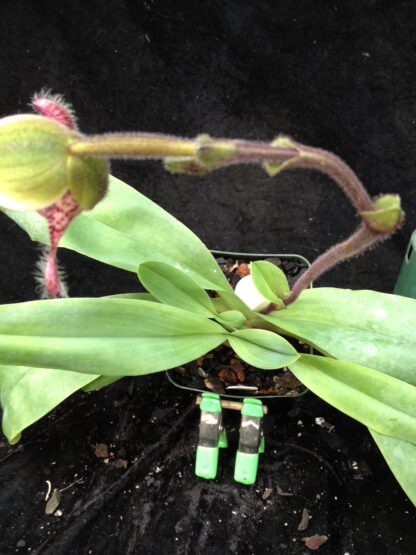 Paph victoria-mariae – an action-packed sequential-blooming lady slipper, very unusual, easy to grow, hard to find - Image 4