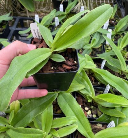 Paphiopedilum spicerianum – exotic easy species, cute, charming, easy to grow & bloom, lady slipper orchid NOT in-bud/bloom when shipped - Image 4