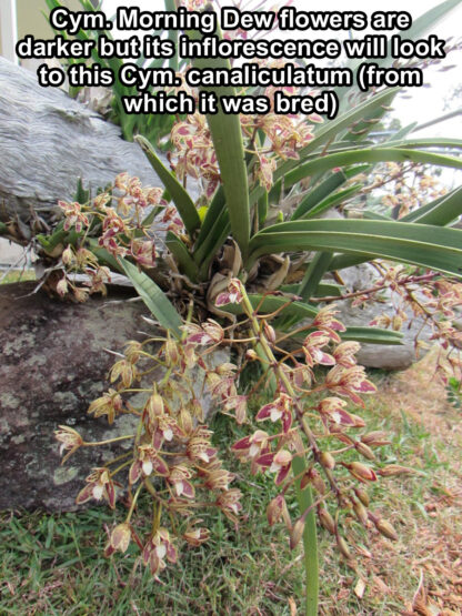Cymbidium Morning Dew -- cute miniature flowers, fragrant, warm tolerant, compact orchid, ez grow & bloom, NOT in-bud/bloom when shipped - Image 3