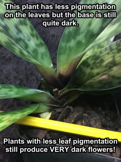 Lady Slipper Paphiopedilum Orchid - dark-flowring vini-colored Maudiae-type hybrid, hardy easy to grow (NOT in Bloom When Shipped) - Image 7
