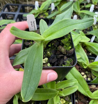 Paphiopedilum fairrieanum slipper orchid species India distinctive unique color form NOT in-bud/bloom when shipped; intermediate growers - Image 3