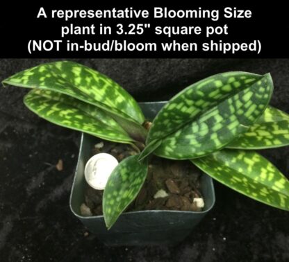 Lady Slipper Paphiopedilum Orchid - alba green white Maudiae hybrid, lovely mottled leaves easy to grow (NOT in bud/bloom When Shipped) - Image 3
