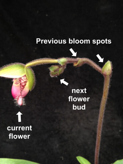 Paph victoria-mariae – an action-packed sequential-blooming lady slipper, very unusual, easy to grow, hard to find - Image 5